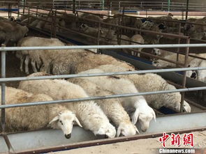 內(nèi)蒙古肉羊養(yǎng)殖第一大旗 用標準化與 羊價 賽跑